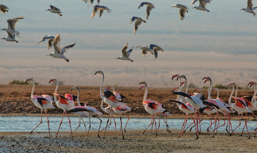Observação de aves única, em Israel