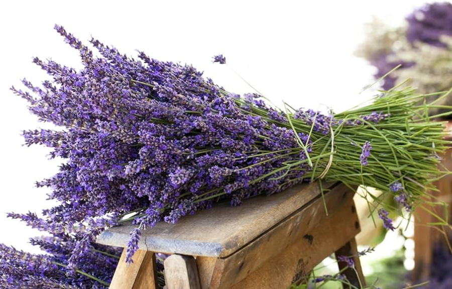 Adeus, insetos! Conheça 3 plantas aromáticas que eliminam mosquitos